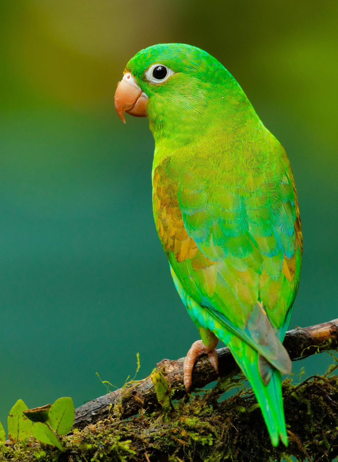 The Lost Bird