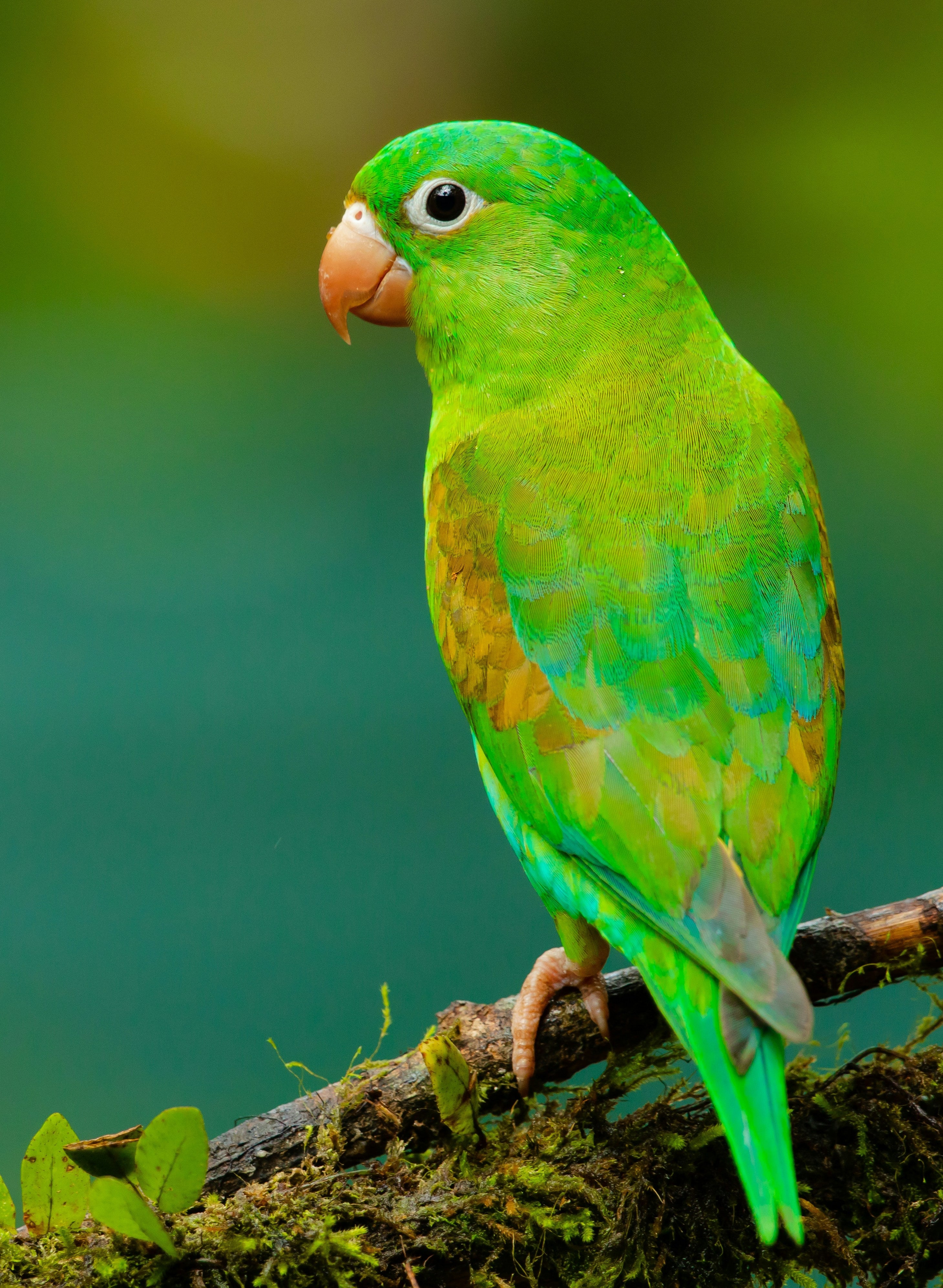 The Lost Bird
